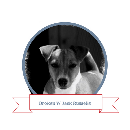 Broken W Jack Russells